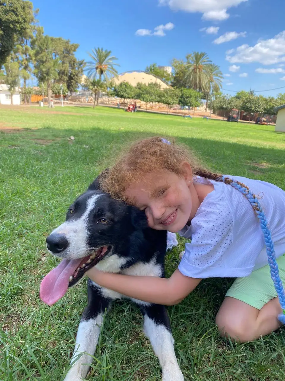 קייטנת אילוף כלבים